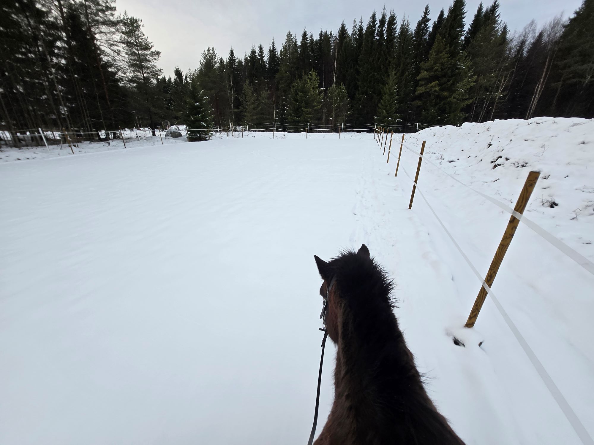 Hyväpohjainen ratsastuskenttä mahdollistaa nyt myös hevosten kuntoutuspalvelut